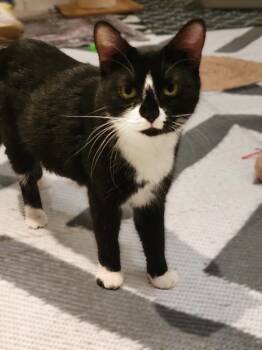 Boots -  Tuxedo Cat for Adoption in Overland Park, Kansas - Boots | PetCurious