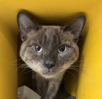 Snow -  Siamese Cat for Adoption in Golden, Colorado - Snow | PetCurious