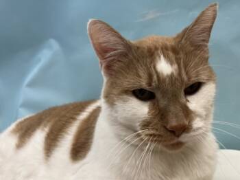 Rescue Domestic Short Hair Cats for Adoption in Woodbury, Minnesota - Milo | PetCurious