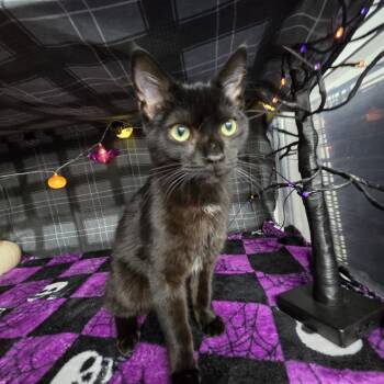 Rescue Domestic Short Hair Cats for Adoption in Eaton Rapids, Michigan - Crash Commander 55551 | PetCurious