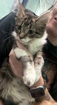 Gohan -  Domestic Short Hair Cat for Adoption in Waverly, Tennessee - Gohan | PetCurious