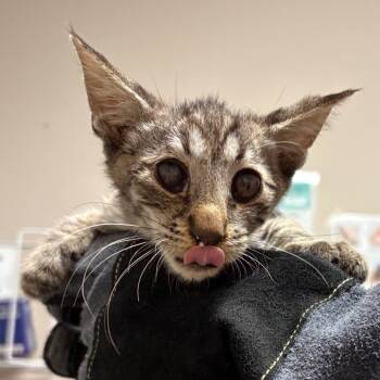 Rescue Domestic Short Hair Cats for Adoption in Yuma, Arizona - Gary | PetCurious