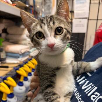 Toast -  Domestic Short Hair Cat for Adoption in Las Vegas, Nevada - Toast | PetCurious
