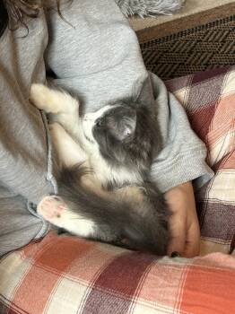 Boomerang -  Domestic Medium Hair Cat for Adoption in Walled Lake, Michigan - Boomerang | PetCurious