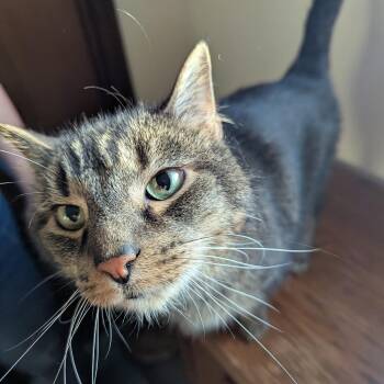 Rescue Tabby Cats for Adoption - Clover | PetCurious