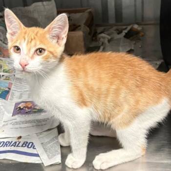 Bienville -  Domestic Short Hair Cat for Adoption in Concord, New Hampshire - Bienville | PetCurious