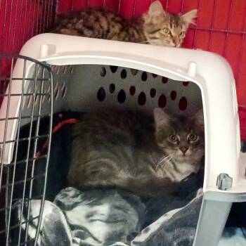 Rescue American Shorthair Cats for Adoption in Rochester, Minnesota - Storm | PetCurious