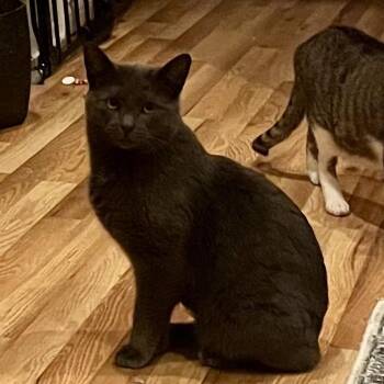 Domestic Short Hair and Manx Cats Available for Adoption in Greenfield, Indiana - Rumble - Rum Tum Tugger | PetCurious