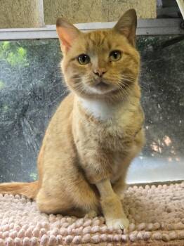 Domestic Short Hair Cats Available for Adoption in Boston, Kentucky - Samson | PetCurious