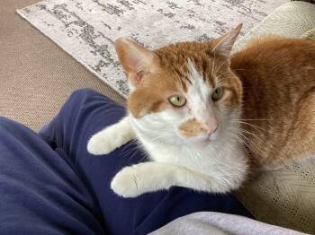 Domestic Short Hair Cats Available for Adoption in Canal Winchester, Ohio - Julius | PetCurious