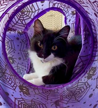Murray -  Domestic Medium Hair Cat for Adoption in Totowa, New Jersey - Murray | PetCurious