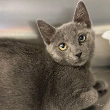 Aslan -  Domestic Short Hair Cat for Adoption in Ridgely, Maryland - Aslan | PetCurious