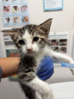 Coconut -  Domestic Short Hair Cat for Adoption in Sacramento, California - Coconut | PetCurious