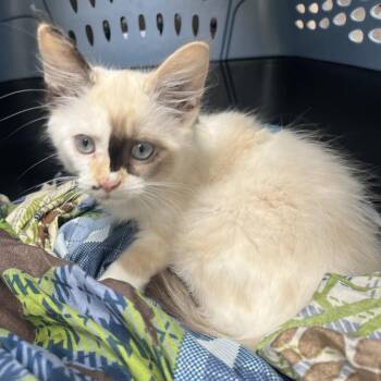 Vanessa -  Siamese and Domestic Long Hair Cat for Adoption in Normal, Illinois - Vanessa | PetCurious
