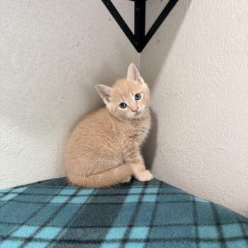 Domestic Short Hair Cats Available for Adoption in Greensboro, North Carolina - Murray | PetCurious