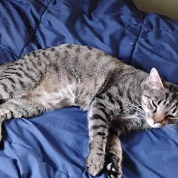 Elsie -  Domestic Short Hair Cat for Adoption in Washington, District Of Columbia - Elsie | PetCurious