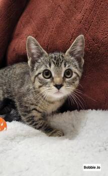 Rescue Domestic Short Hair and Tabby Cats for Adoption in Blaine, Minnesota - Bobbie Jo | PetCurious