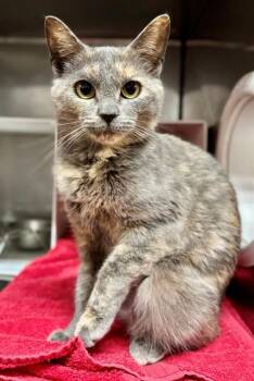 Domestic Short Hair Cats Available for Adoption in York, South Carolina - FINNLEE | PetCurious