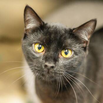 Onyx -  Domestic Short Hair Cat for Adoption in Hilton Head Island, South Carolina - Onyx | PetCurious