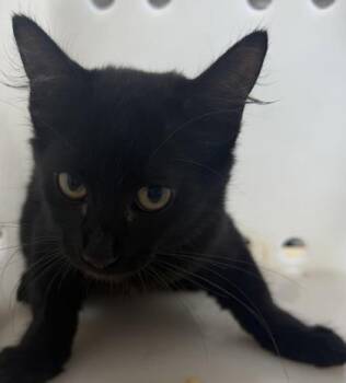 Rotundum -  Domestic Short Hair Cat for Adoption in Honolulu, Hawaii - Rotundum | PetCurious