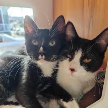 Domestic Short Hair Cats Available for Adoption - Freddie | PetCurious