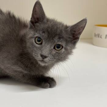 Rescue Domestic Short Hair Cats for Adoption in League City, Texas - Margo (GRN) | PetCurious