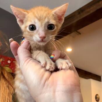 Jackson -  Domestic Short Hair Cat for Adoption in San Antonio, Texas - Jackson | PetCurious