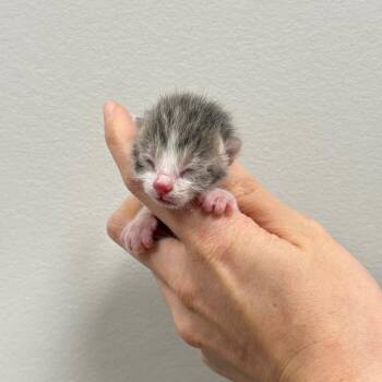 Porcini -  Domestic Short Hair Cat for Adoption in Spring Hill, Kansas - Porcini | PetCurious