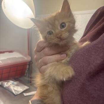 Guava -  Domestic Medium Hair Cat for Adoption in Tulsa, Oklahoma - Guava | PetCurious