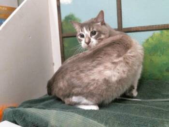 Domestic Medium Hair Cats Available for Adoption - BABY ICE | PetCurious
