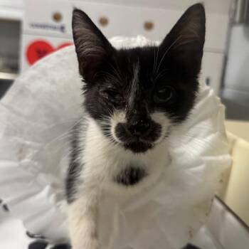 Langley -  Domestic Short Hair Cat for Adoption in Greenville, South Carolina - Langley | PetCurious