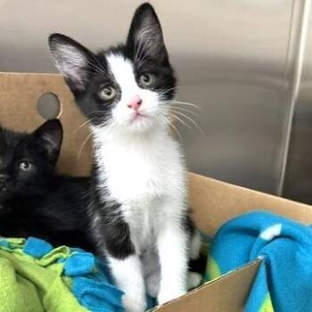 Ladybug -  Domestic Short Hair Cat for Adoption - Ladybug | PetCurious