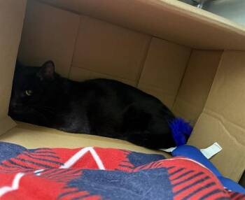 BROWNIE -  Domestic Short Hair Cat for Adoption in Boston, Massachusetts - BROWNIE | PetCurious