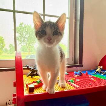 Meowcury 56188 -  Domestic Short Hair Cat for Adoption in Eaton Rapids, Michigan - Meowcury 56188 | PetCurious