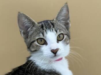 Shine -  Domestic Short Hair Cat for Adoption in Portland, Oregon - Shine | PetCurious