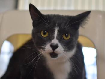 Pebbles -  Domestic Short Hair Cat for Adoption in Portland, Oregon - Pebbles | PetCurious