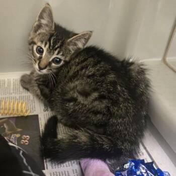 Tostada -  Domestic Short Hair Cat for Adoption in Phoenixville, Pennsylvania - Tostada | PetCurious