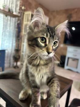 Yorky Pancakes -  Tabby and Domestic Long Hair Cat for Adoption in Chandler, Arizona - Yorky Pancakes | PetCurious