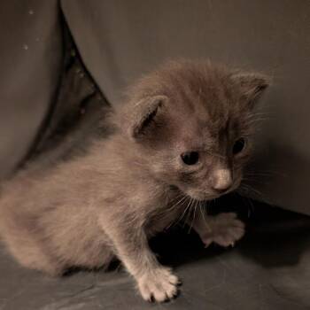 Tessa -  Domestic Short Hair Cat Available for Adoption in North Port, Florida - Tessa | PetCurious