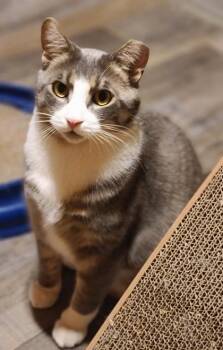 Milo (bonded with Cara) -  Domestic Short Hair Cat Available for Adoption in Verona, Wisconsin - Milo (bonded With Cara) | PetCurious