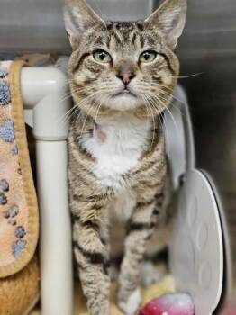 Rescue Domestic Short Hair Cats for Adoption in Munster, Indiana - Benjamin Button | PetCurious