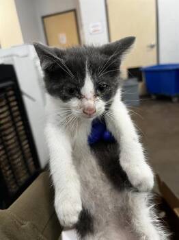 Domestic Medium Hair Cats Available for Adoption in Dallas, Texas - SHRIMP | PetCurious
