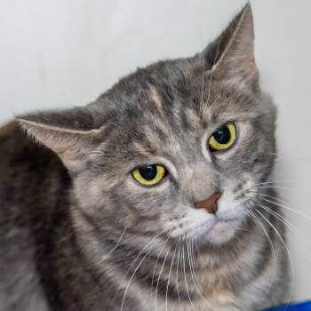 Ursula -  Domestic Short Hair Cat Available for Adoption in Victor, New York - Ursula | PetCurious
