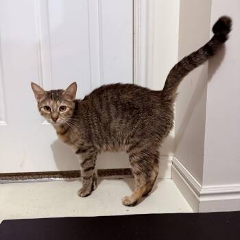 Hazel Crock -  Domestic Short Hair Cat for Adoption in Eagle Mountain, Utah - Hazel Crock | PetCurious