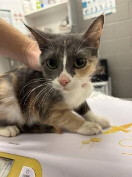 KASH -  Domestic Short Hair Cat for Adoption in Indianapolis, Indiana - KASH | PetCurious