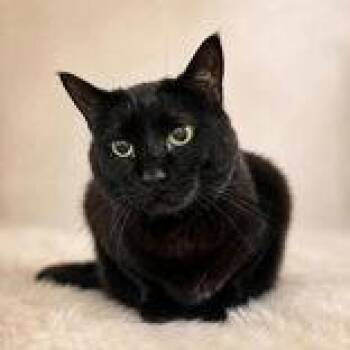 Evaleena -  Domestic Short Hair Cat for Adoption in Portsmouth, Ohio - Evaleena | PetCurious