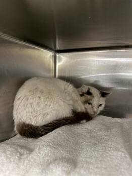 Domestic Short Hair Cats Available for Adoption - AMILEE | PetCurious