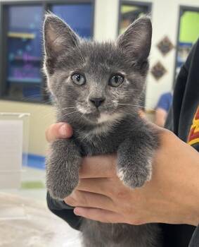Fantasia -  Domestic Short Hair Cat for Adoption in Sioux City, Iowa - Fantasia | PetCurious