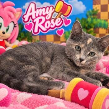 Amy Rose -  Domestic Short Hair Cat for Adoption in Quincy, Ohio - Amy Rose | PetCurious