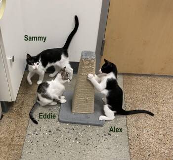 Alex (FCID# 05/20/2026 - 13 West Chester PS) -  Domestic Short Hair Cat for Adoption in Greenville, Delaware - Alex (FCID# 05/20/2026 - 13 West Chester PS) | PetCurious